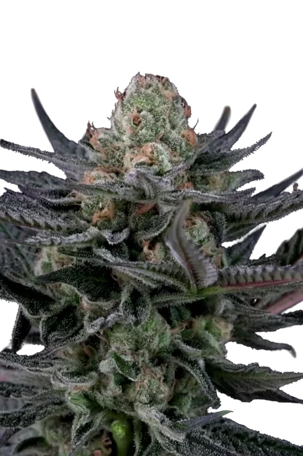 Caramba | PHOTOFEM | Paradise Seeds