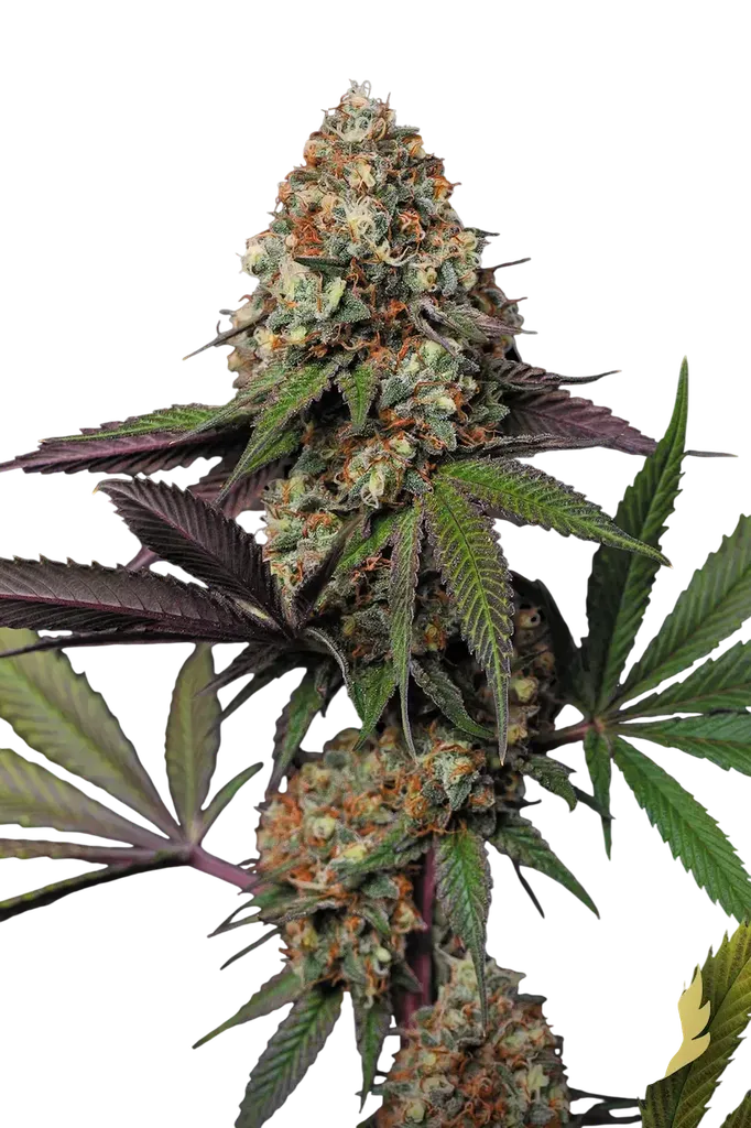 Caramba | PHOTOFEM | Paradise Seeds