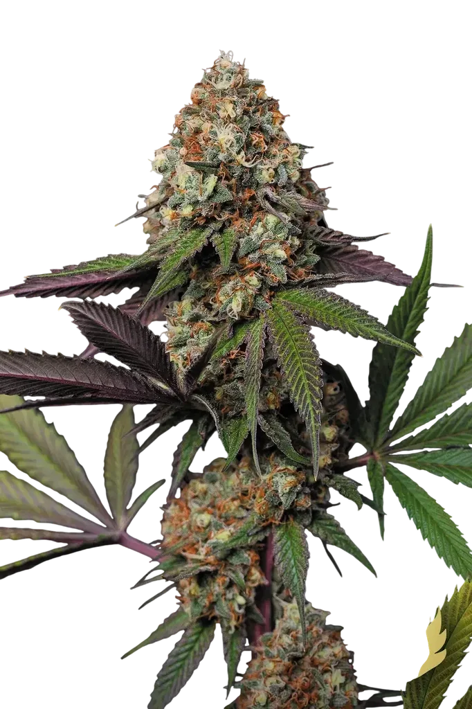 Caramba | PHOTOFEM | Paradise Seeds