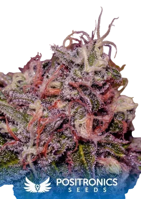 Caramel Ice | PHOTOFEM | Positronic Seeds