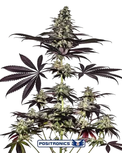Caramel Ice CBD Express Auto