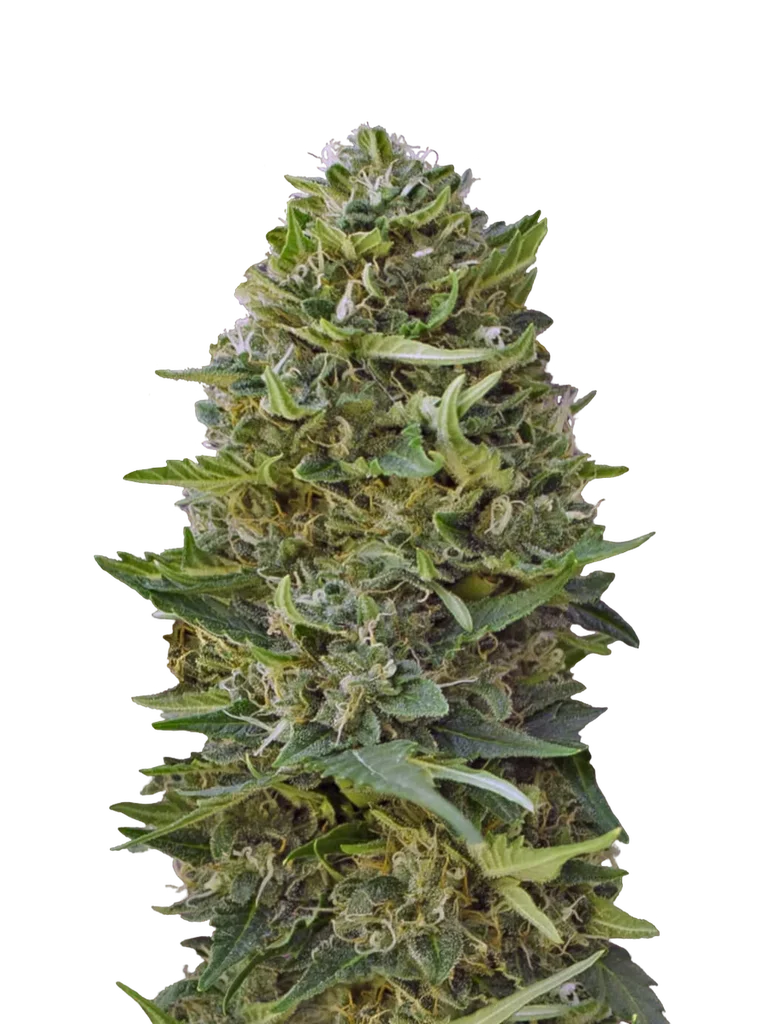 Caramel Kush | PHOTOFEM | 00 Seeds