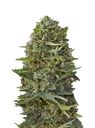 Caramel Kush | PHOTOFEM | 00 Seeds
