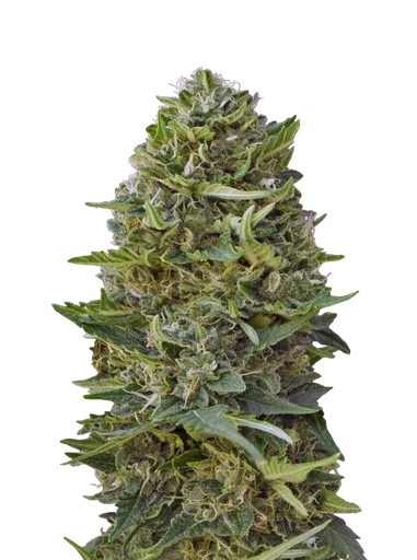 Caramel Kush | PHOTOFEM | 00 Seeds