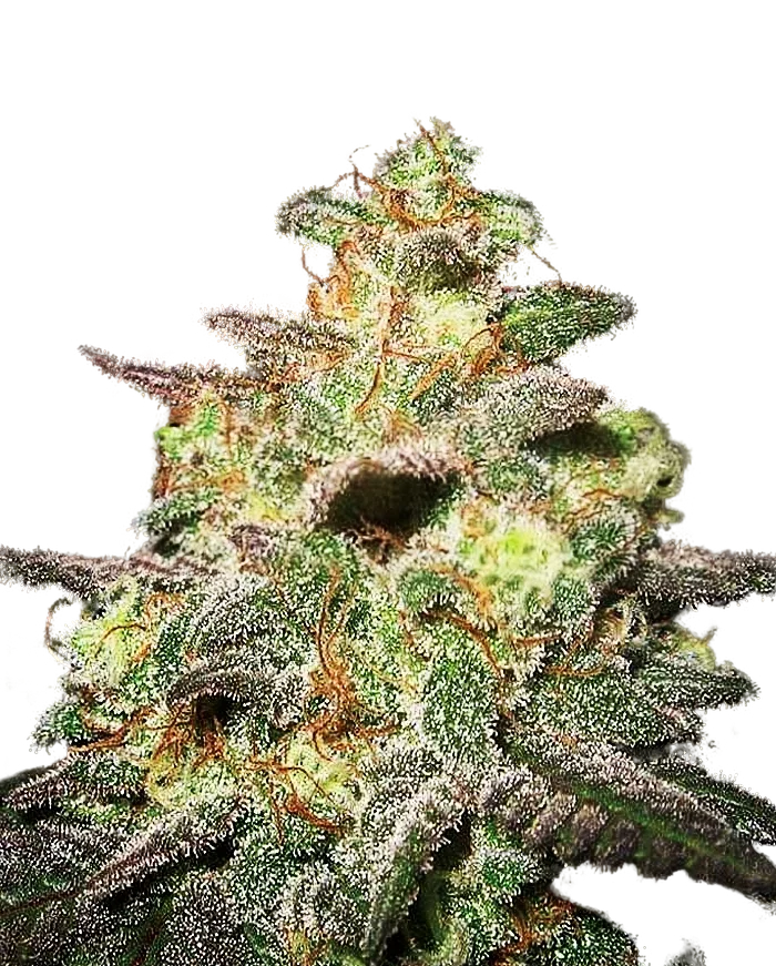 Caramella Auto | AUTOFEM | Expert Seeds