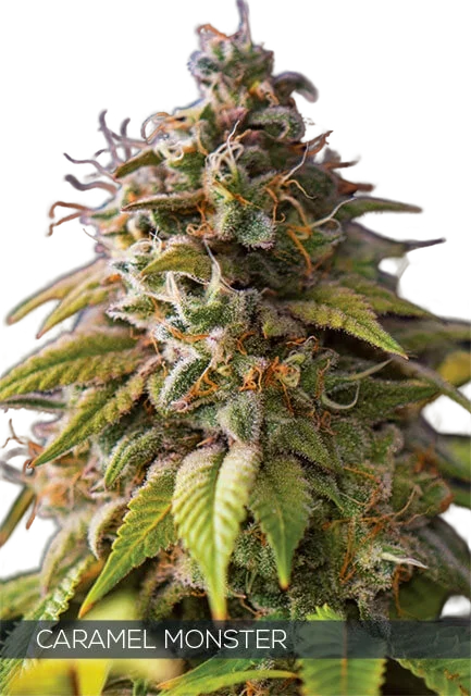 Caramel Monster | PHOTOFEM | Vision Seeds