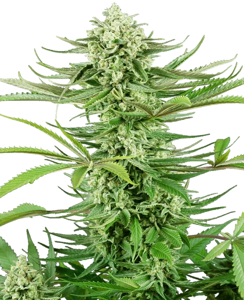Cashew Kush | PHOTOFEM | Sensi Seeds Research