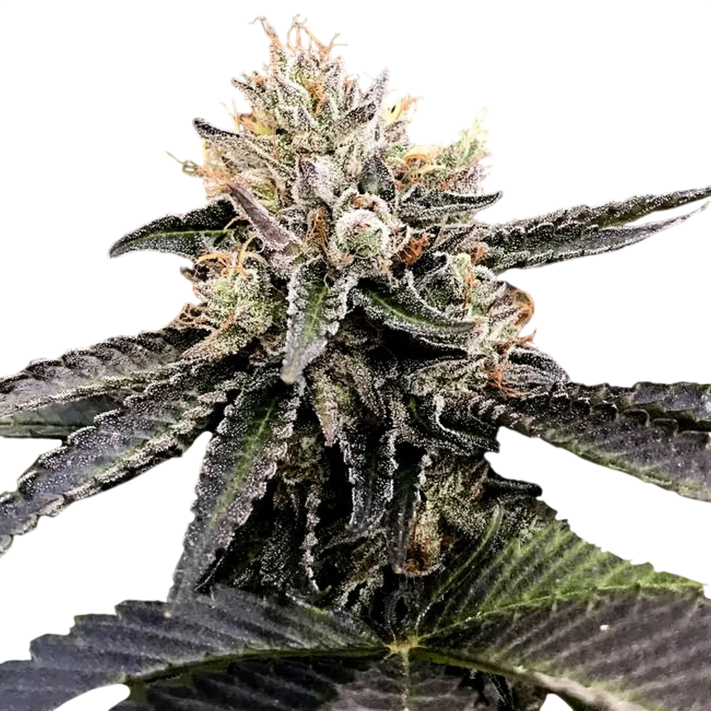 Cataract Cake | PHOTOFEM | DNA Genetics