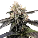 Cataract Cake | PHOTOFEM | DNA Genetics