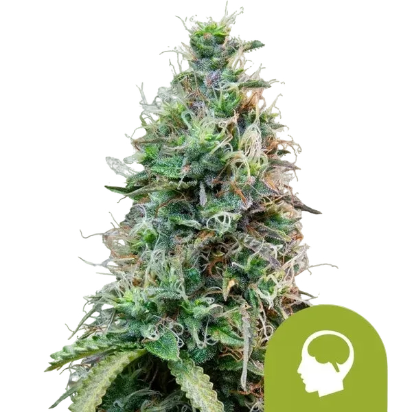 Amnesia Haze Auto | AUTOFEM | Royal Queen Seeds