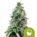 Amnesia Haze Auto | AUTOFEM | Royal Queen Seeds