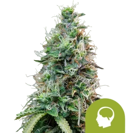 Amnesia Haze Auto