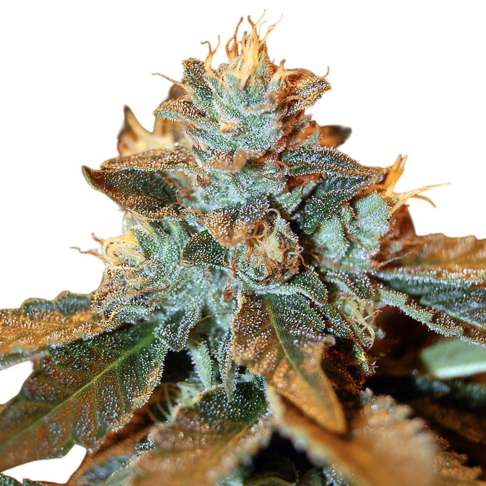 Cataract Kush – Produktansicht