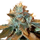 Cataract Kush | PHOTOFEM | DNA Genetics