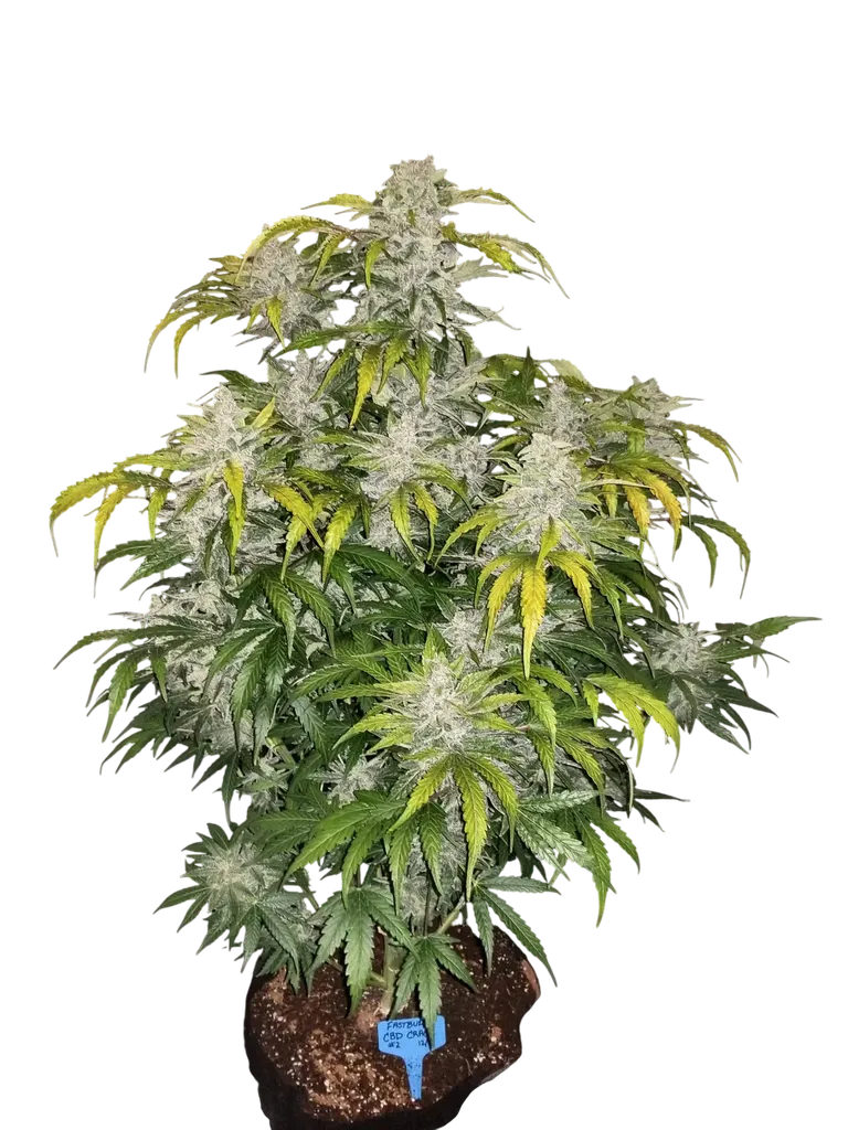 CBD 1:1 Auto | AUTOFEM | Fast Buds