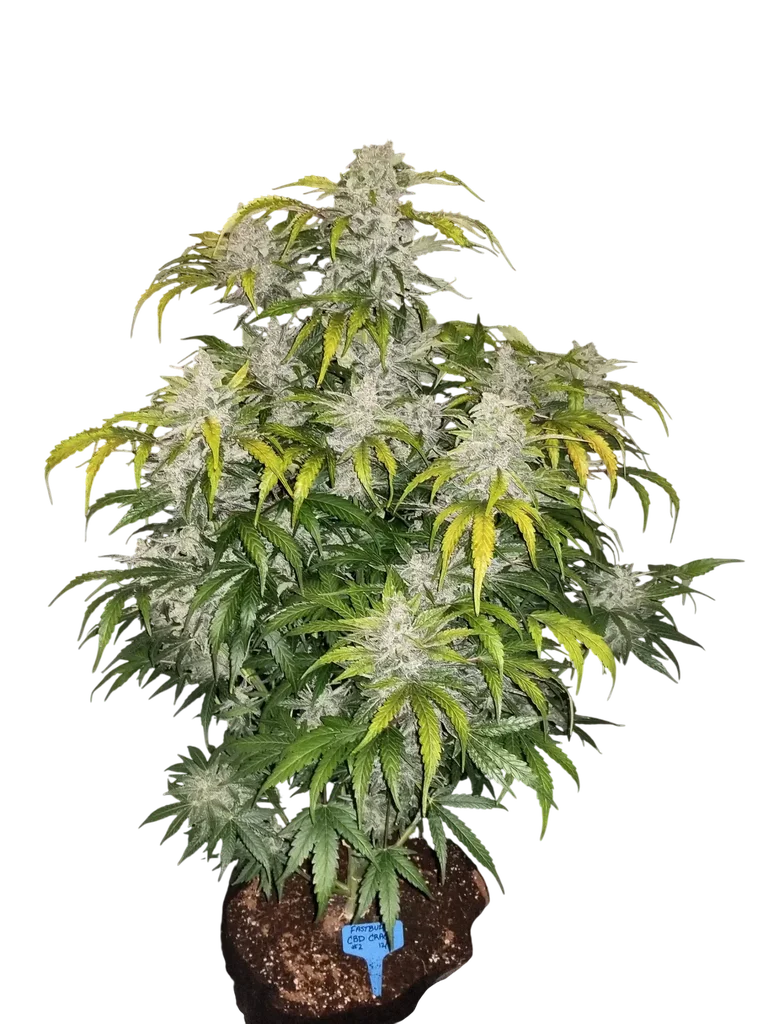CBD 1:1 Auto | AUTOFEM | Fast Buds