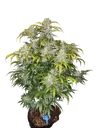 CBD 1:1 Auto | AUTOFEM | Fast Buds