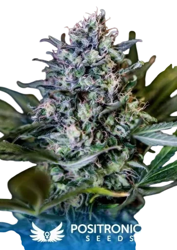 CBD 1:20