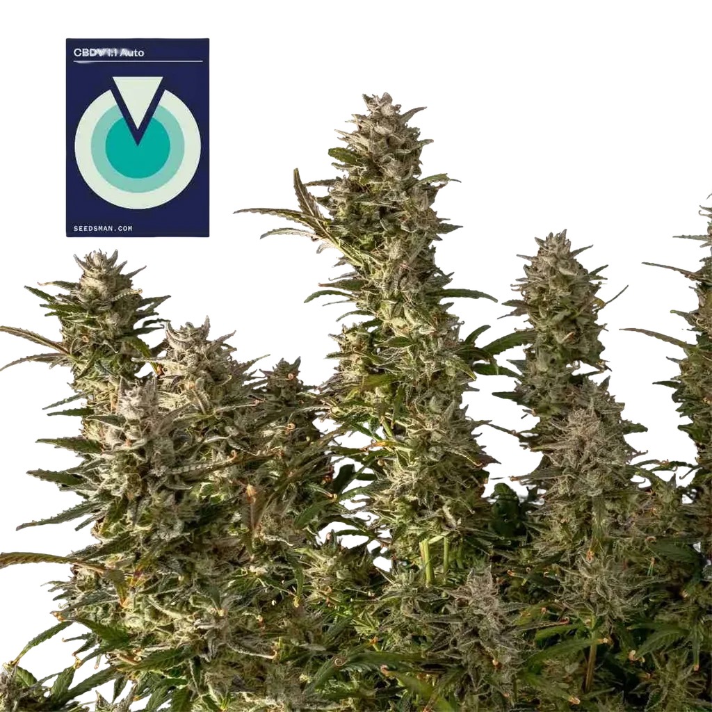 CBDV 1:1 Auto – Produktansicht