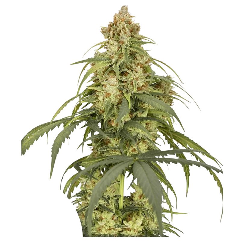 CBD-Victory Auto | AUTOFEM | Dutch Passion