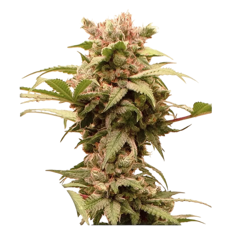 CBG-Force Auto | AUTOFEM | Dutch Passion