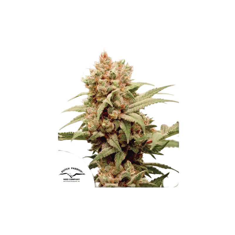 CBG-Force | PHOTOFEM | Dutch Passion