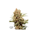 CBG-Force | PHOTOFEM | Dutch Passion
