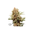 CBG-Force | PHOTOFEM | Dutch Passion