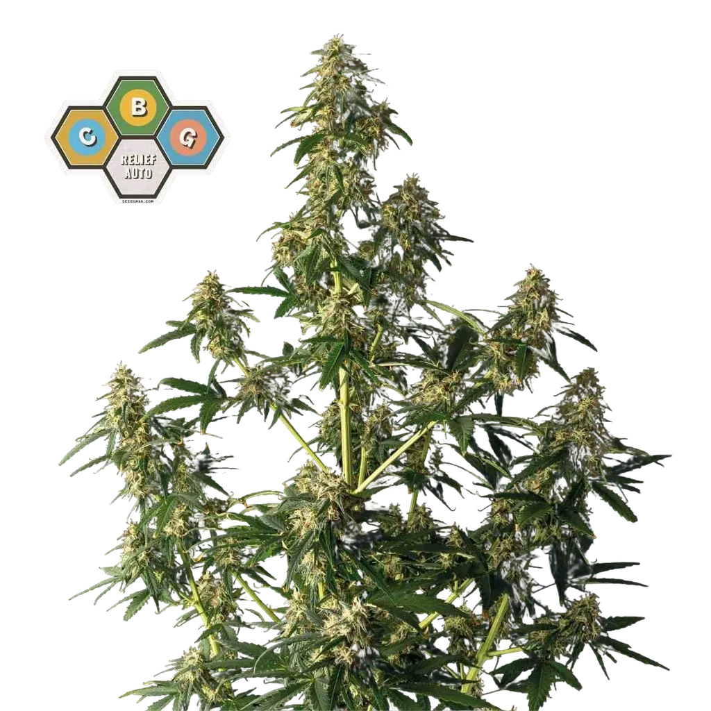CBG Relief Auto | AUTOFEM | Seedsman