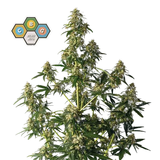 CBG Relief Auto