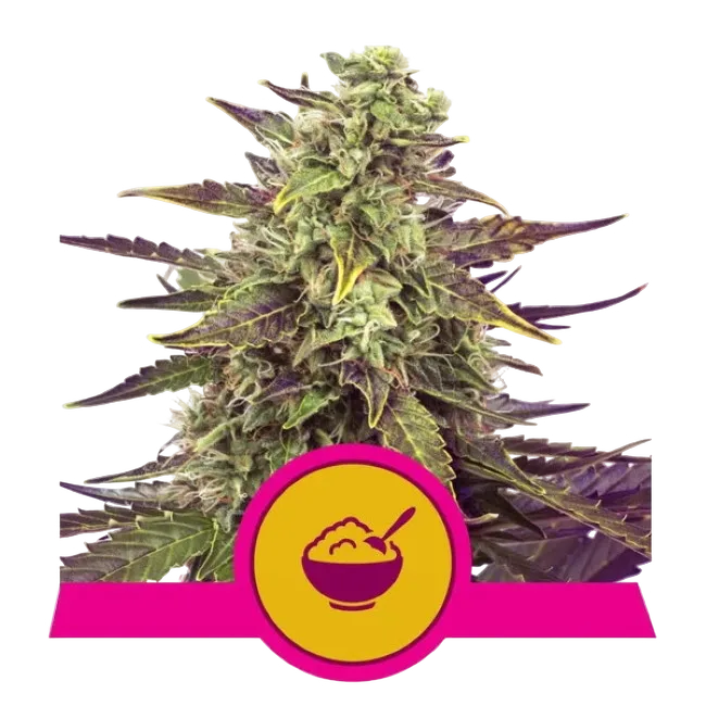 Cereal Milk | PHOTOFEM | Royal Queen Seeds