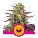 Cereal Milk | PHOTOFEM | Royal Queen Seeds