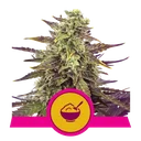 Cereal Milk | PHOTOFEM | Royal Queen Seeds