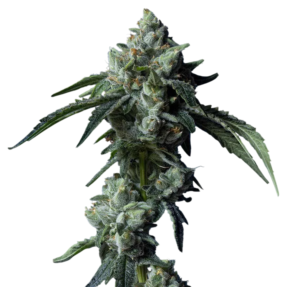 Challah Bread | PHOTOFEM | DNA Genetics