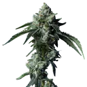 Challah Bread | PHOTOFEM | DNA Genetics