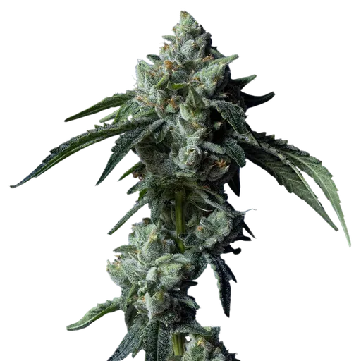Challah Bread | PHOTOFEM | DNA Genetics