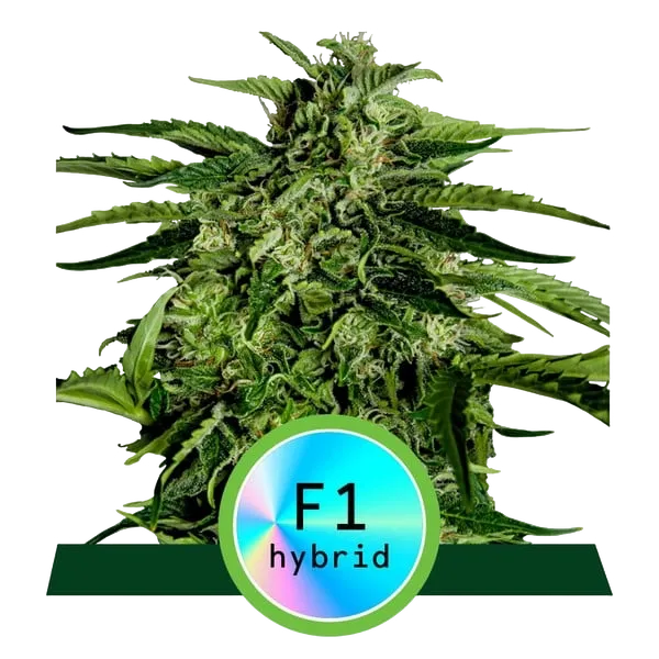Apollo F1 Auto | AUTOFEM | Royal Queen Seeds