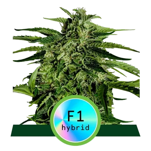Apollo F1 Auto