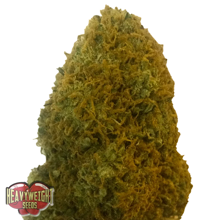 Champion | PHOTOFEM | Heavyweight Seeds