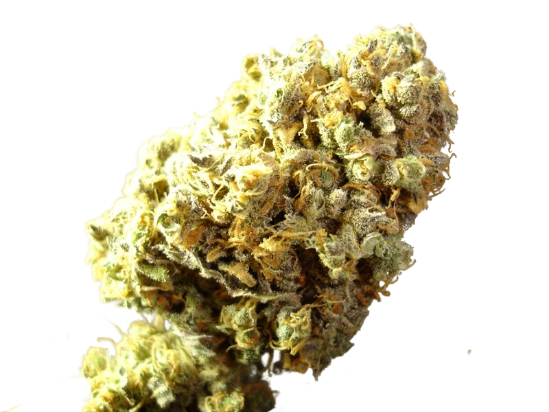 Channel + | PHOTOFEM | Medical Seeds