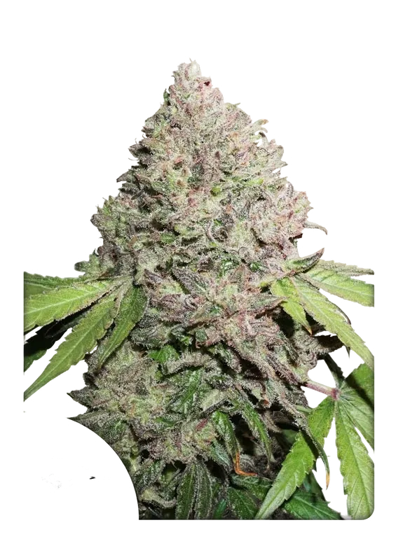 Charlottes Angel CBD | PHOTOFEM | Dutch Passion