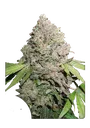 Charlottes Angel CBD | PHOTOFEM | Dutch Passion