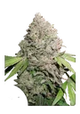 Charlottes Angel CBD | PHOTOFEM | Dutch Passion