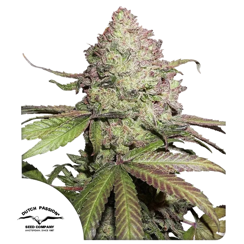 Charlottes Angel CBD Auto | AUTOFEM | Dutch Passion