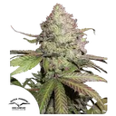 Charlottes Angel CBD Auto | AUTOFEM | Dutch Passion