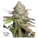Charlottes Angel CBD Auto | AUTOFEM | Dutch Passion