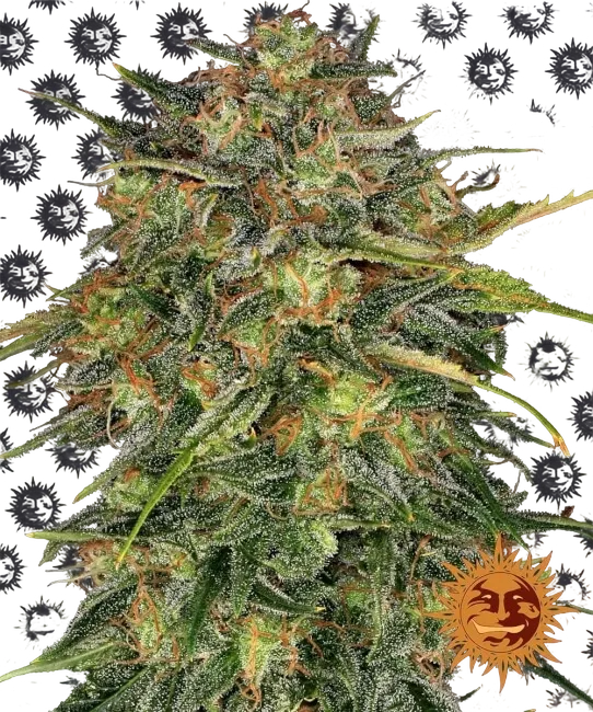 Cheese | PHOTOFEM | Barneys Farm