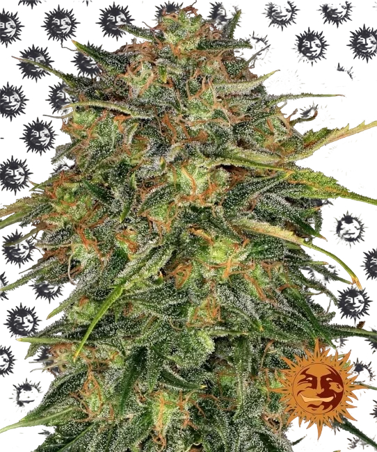 Cheese | PHOTOFEM | Barneys Farm