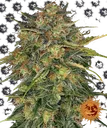 Cheese | PHOTOFEM | Barneys Farm