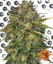 Cheese | PHOTOFEM | Barneys Farm